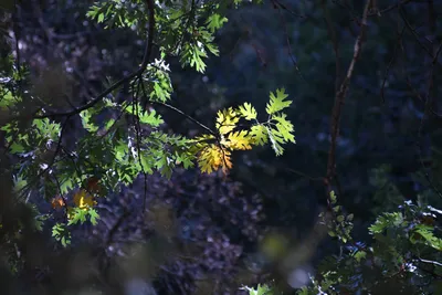 DSC_2198 (Large).JPG